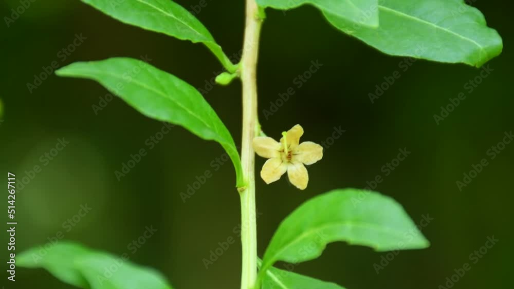Goji berry, herb with flower in a monastery herb garden in Germany Goji berry, herb with flower in a monastery herb garden in Germany