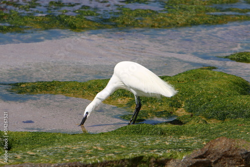 White heron fishing on the shores of the Mediterranean Sea