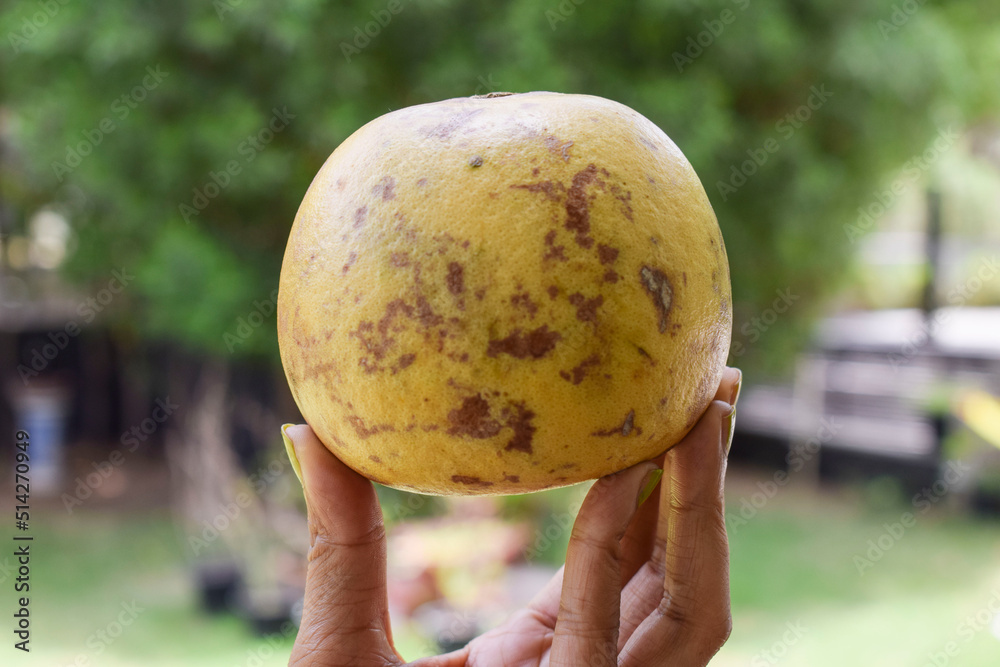 Indian bael or Bel fruit whole . Also known as wooden apple, golden apple from Indian