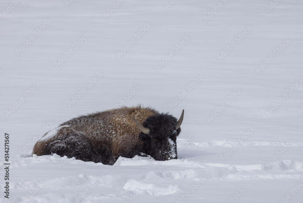 Naklejka premium Bison in Winter in Yellowstone National Park Wyoming