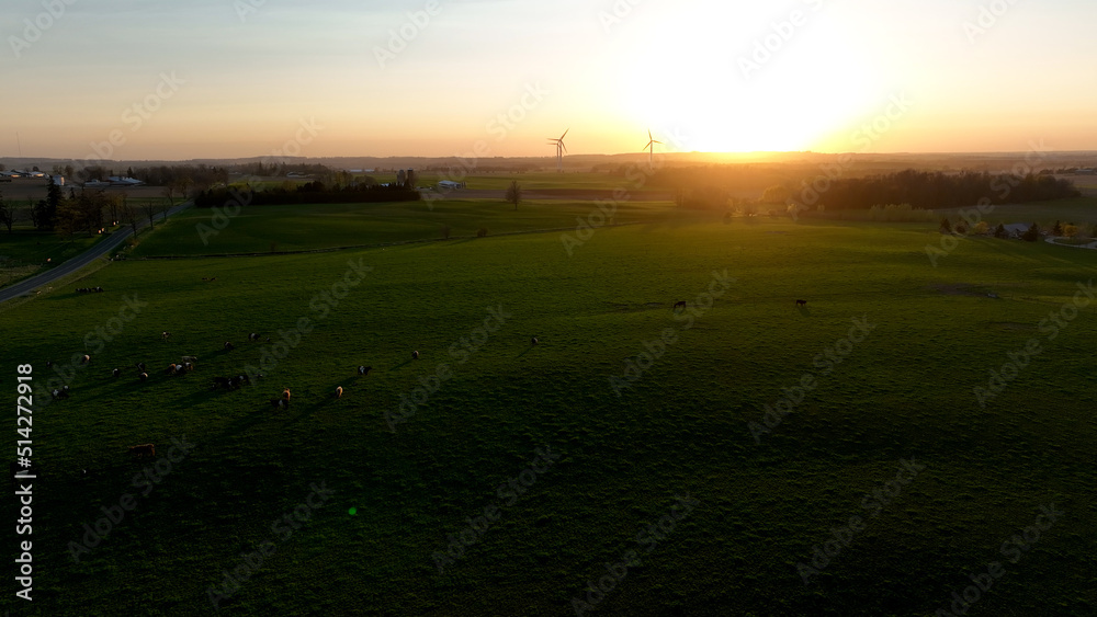 A rural landscape is pictured at sunset, a cow pasture is seen below, as wind turbines are seen in the sunny background.