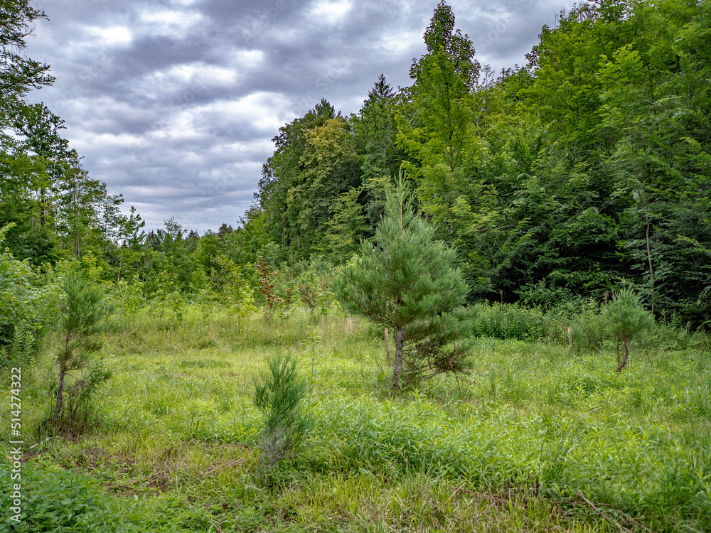 Wiederaufforstung im Mischwald