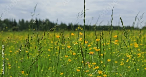 A beautiful, dreamy, idyllic and peaceful spring meadow. Dark green grass with many small yellow flowers, common ranunculus or tall Ranunculus acris . Scene in the field. Daylight, 4k. High quality 4k
