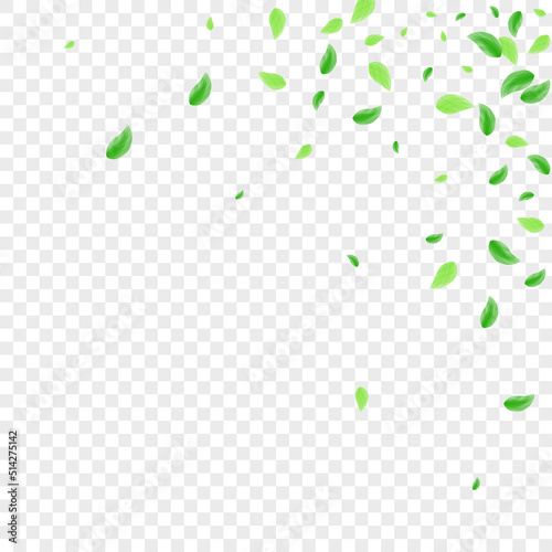 Green Foliage Background Transparent Vector. Plant Mint Texture. Wild Card. Greenish Border Illustration. Leaf Clear.