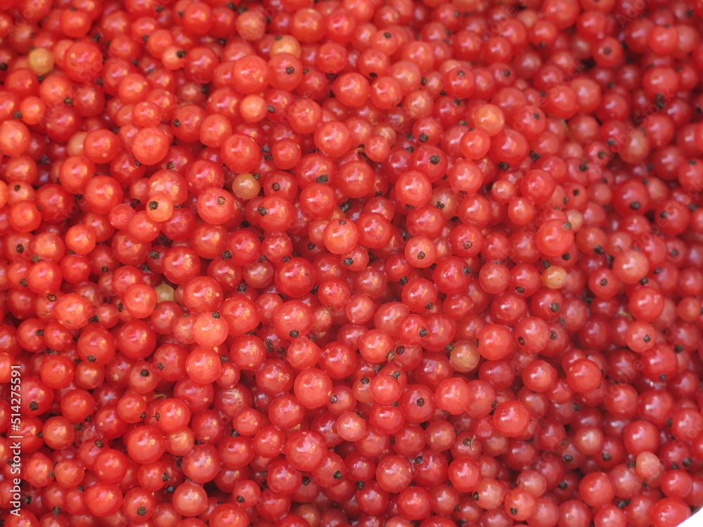 red currant berries are collected in summer in a bucket, excellent natural background red currant berries are collected in summer in a bucket, excellent natural background