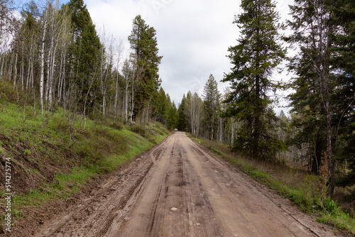 Fotografi Dirt Road surrounded by Trees in American Landscape