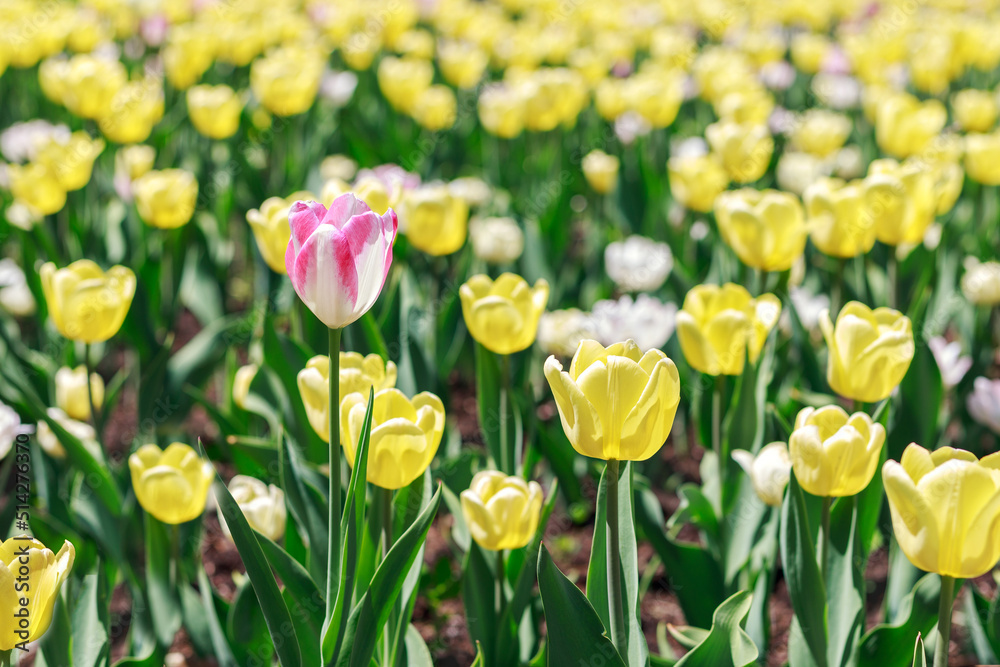 Flowers in the park on a sunny day. Garden with beautiful yellow tulips. Natural spring full frame background. Flowers in the park on a sunny day. Garden with beautiful yellow tulips. Natural spring full frame background.
