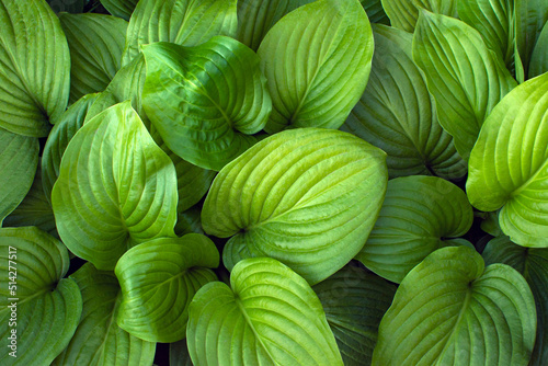 large green hosta leaves. green natural background. view from above.