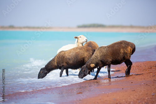 A flock of goats and sheeps came on the watering hole to the shore of the lake on a hot summer morning.