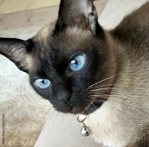 cat pet live docile friendly