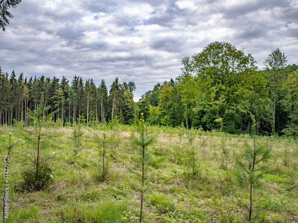 Wiederaufforstung im Mischwald Wiederaufforstung im Mischwald