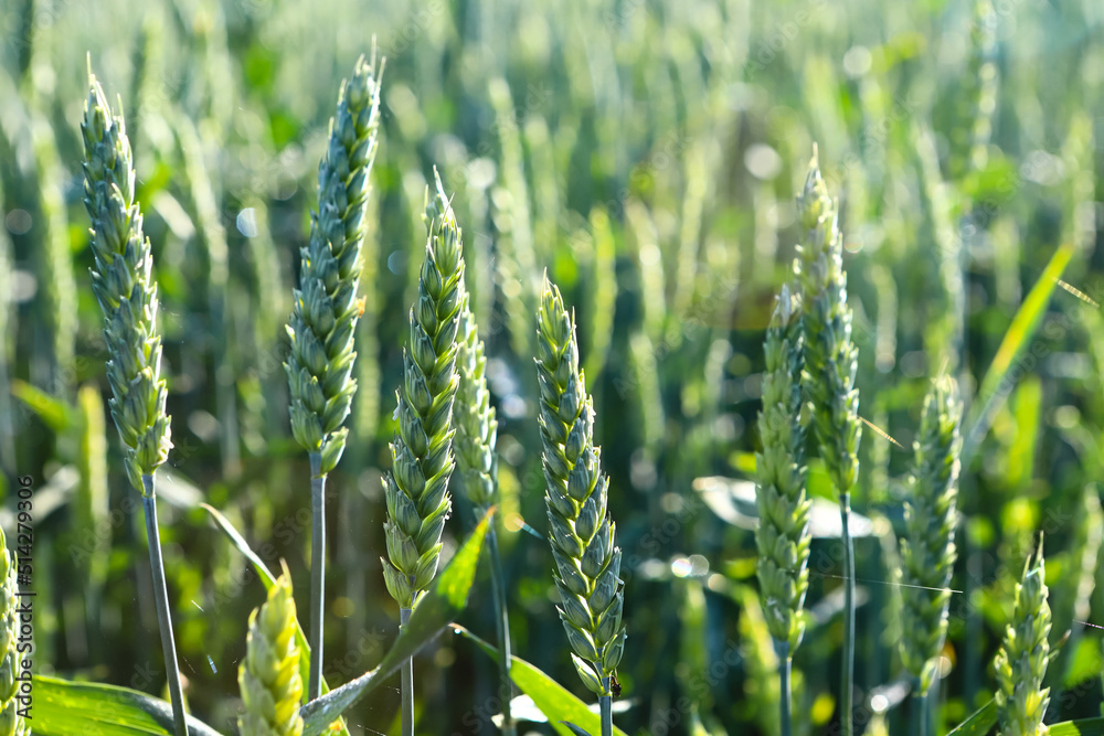 Green wheat field. Green ear of wheat close up. Selective focus, blurred background. The concept of a good harvest.