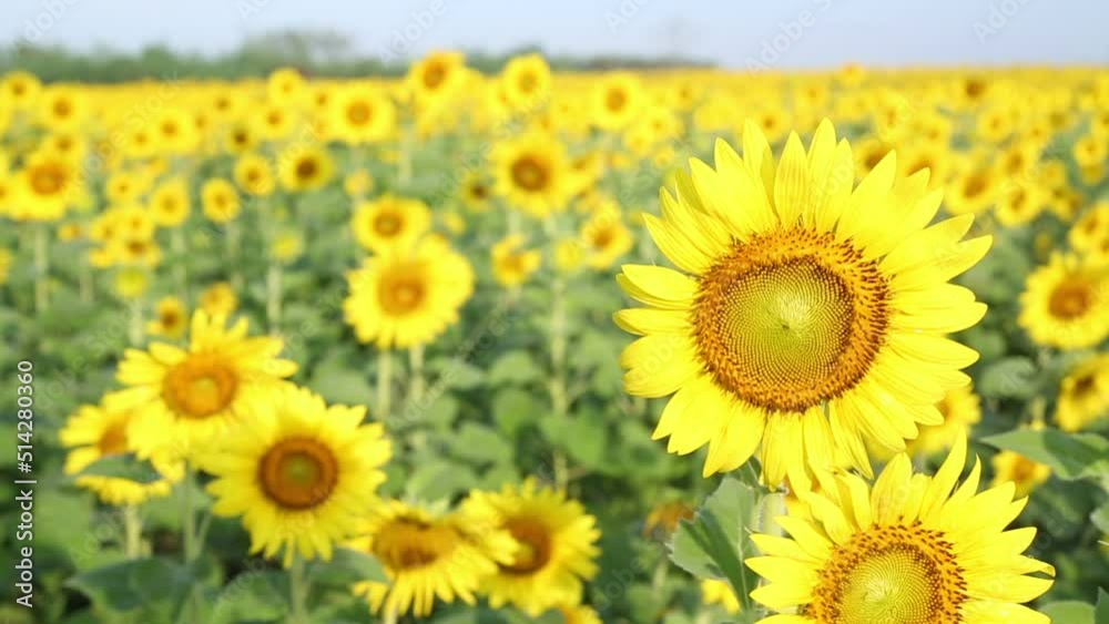 Sunflower fields Sunflower fields