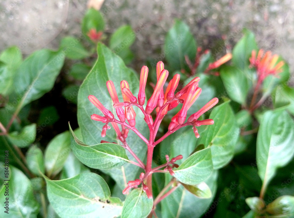 Hamelia patens flowers, also known as Firecracker bush, firebush and hummingbird bush Hamelia patens flowers, also known as Firecracker bush, firebush and hummingbird bush