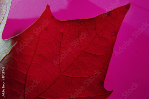 Las hojas secas del √°rbol de √°mbar, de color marr√≥n y rojo, son grandes en forma de estrella, terminando en puntas con la suave luz del color, formando un original dise√±o abstracto con fondo magenta photo