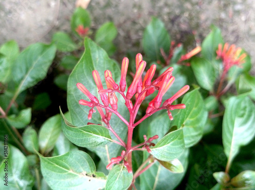 Hamelia patens flowers  also known as Firecracker bush  firebush and hummingbird bush