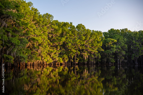 Fototapeta Naklejka Na Ścianę i Meble -  River Channel, Caddo Lake, Texas