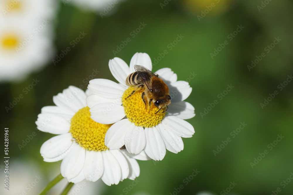 Bee similar to Colletes daviesanus, Colletes fodiens or Colletes similis, family Plasterer bees, polyester bees Colletidae. Flowers of feverfew (Tanacetum parthenium), family Asteraceae. June, Bee similar to Colletes daviesanus, Colletes fodiens or Colletes similis, family Plasterer bees, polyester bees Colletidae. Flowers of feverfew (Tanacetum parthenium), family Asteraceae. June,