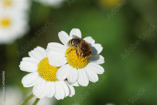 Bee similar to Colletes daviesanus, Colletes fodiens or Colletes similis, family Plasterer bees, polyester bees Colletidae. Flowers of feverfew (Tanacetum parthenium), family Asteraceae. June,   photo