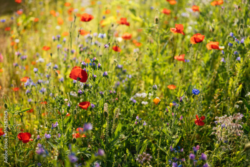 Variety of wild flower in a garden to support bees and other insects