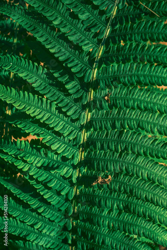 Fern branch  midsummer in northern forest  background or wallpaper idea for eco product presentation or digital composition  vertical frame