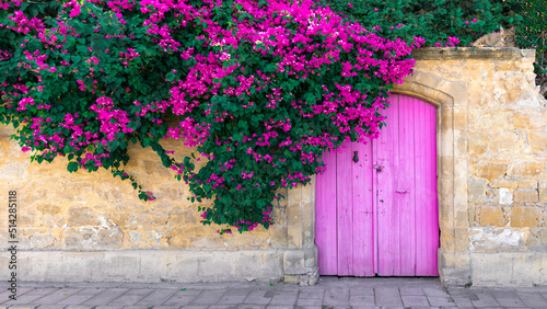 Pink bougainvillea flowers, old wooden door and cute lying cat on stone wall in Cyprus photo