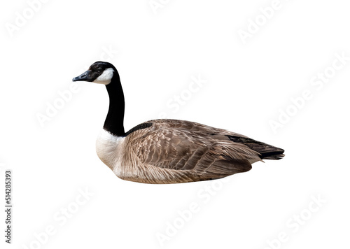 Canada goose closeup cutout isolated on a white background