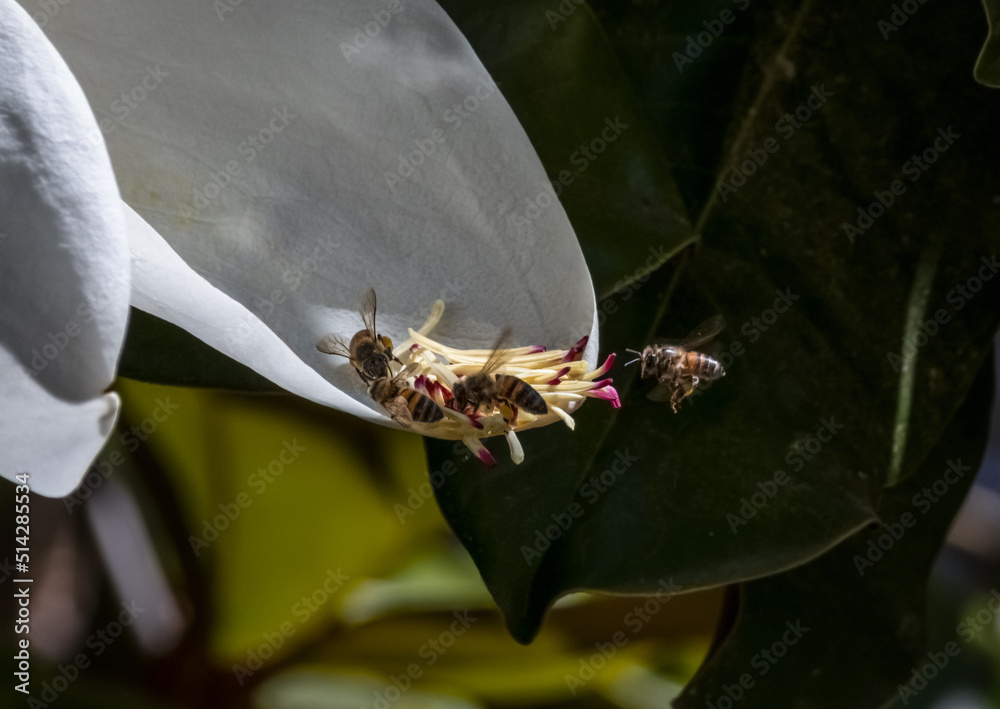 Obraz premium bees pollinating a magnolia flower close up blurred background