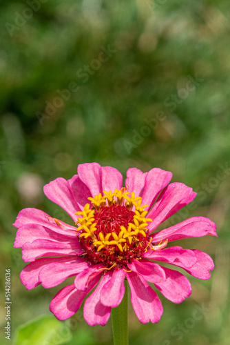 Pink zinnia flower with green background