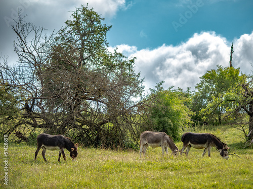 Fototapeta Naklejka Na Ścianę i Meble -  Junge Esel grasen auf der Weide
