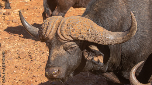 Large Cape or African buffalo bull on a game Fram in South Africa