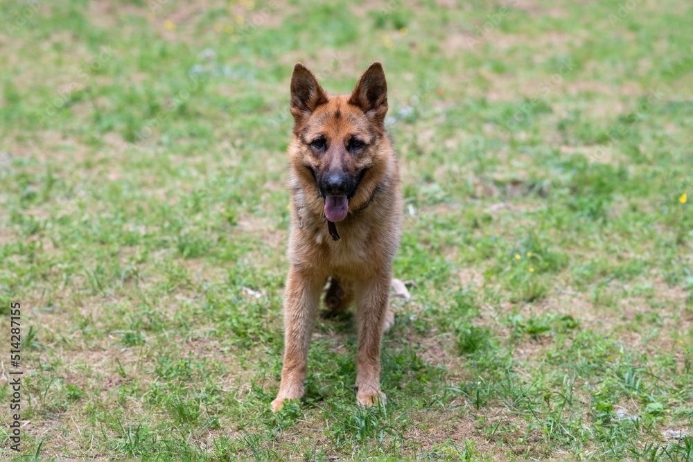 Service German Shepherd, in unloading, sticking out his tongue, sits on the grass