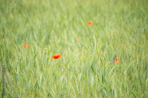 Ears of grain in the field