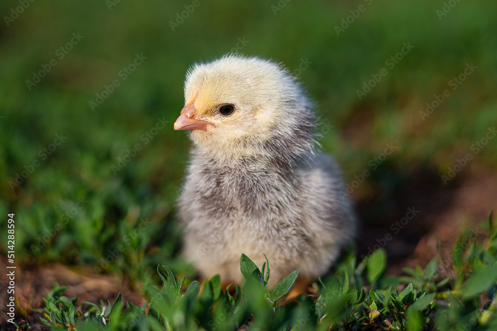 Newborn chick on green grass close up. Cute little chicken natural background