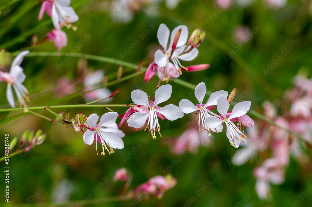 Gaura lindheimeri clockweed beeblossom Whirling Butterflies white flowers petals in bloom, long flowering indian feather plants Gaura lindheimeri clockweed beeblossom Whirling Butterflies white flowers petals in bloom, long flowering indian feather plants