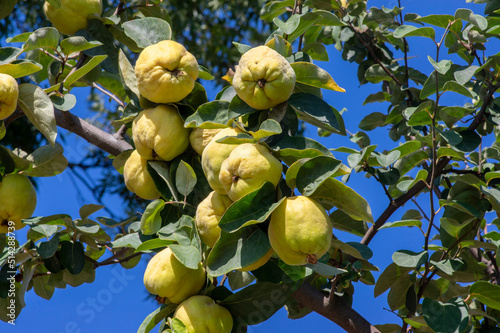 Cydonia oblonga quince ripening on the tree, fruits hanging on branches in orchard before harvest photo