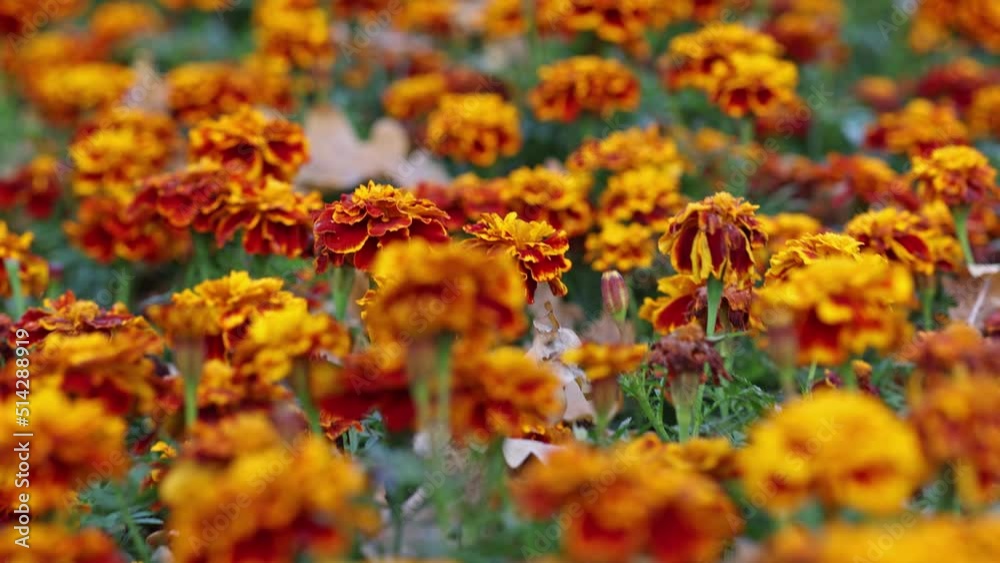 video with small orange flowers close-up. flight through flowers video with small orange flowers close-up. flight through flowers