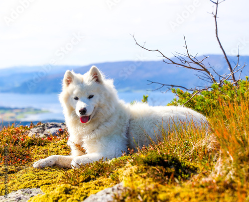 Samojed