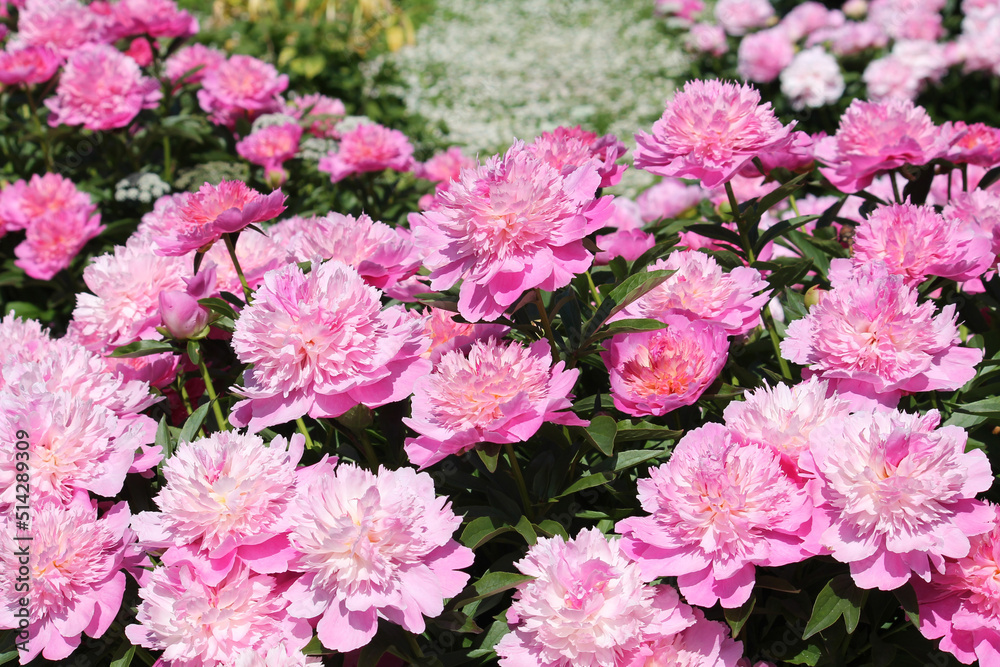 Pink double flowers of Paeonia lactiflora (cultivar Coral Pink). Flowering peony in garden Pink double flowers of Paeonia lactiflora (cultivar Coral Pink). Flowering peony in garden
