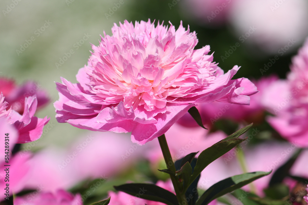 Pink double flower of Paeonia lactiflora (cultivar Coral Pink) close-up. Flowering peony in garden