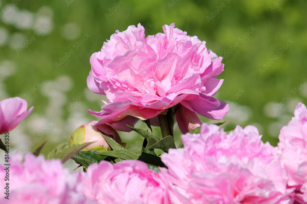 Pink double flower of Paeonia lactiflora (cultivar Suzie Q) close-up. Flowering peony in garden Pink double flower of Paeonia lactiflora (cultivar Suzie Q) close-up. Flowering peony in garden