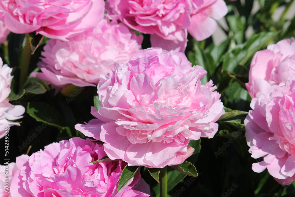 Pink double flower of Paeonia lactiflora (cultivar Suzie Q) close-up. Flowering peony in garden