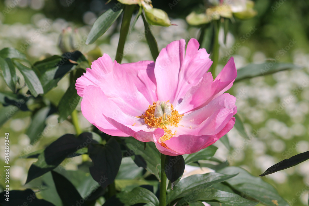Obraz premium Pink flower of Paeonia lactiflora close-up. Flowering peony plant in summer garden