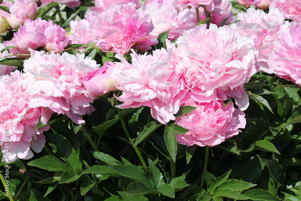 Pink double flowers of Paeonia lactiflora (cultivar Suzie Q). Flowering peony in garden Pink double flowers of Paeonia lactiflora (cultivar Suzie Q). Flowering peony in garden