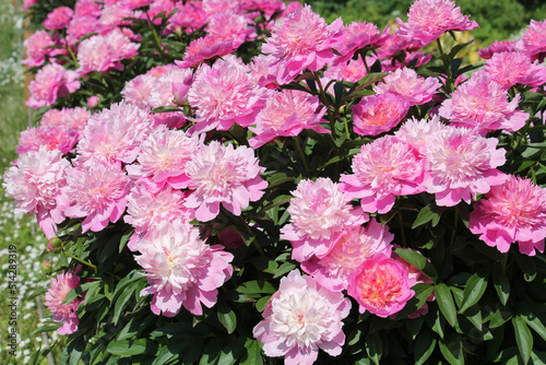 Pink double flowers of Paeonia lactiflora (cultivar Coral Pink). Flowering peony in garden