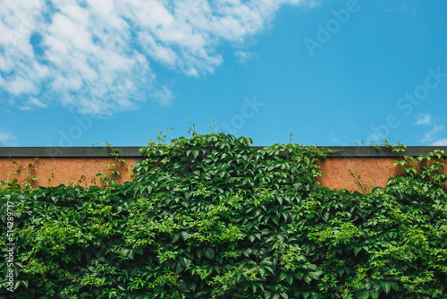 Wall with green leaves and beautiful blue cloudy sky. Background photo texture.