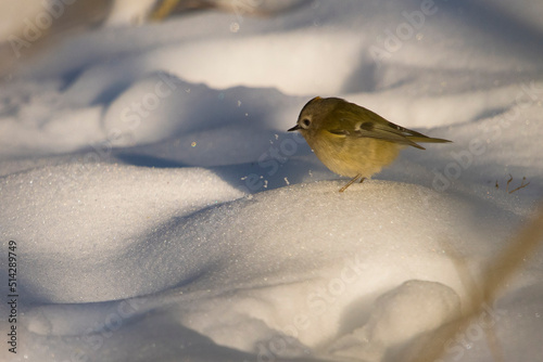 Goldcrest (Regulus regulus) adult foraging in snow in the dunes photo