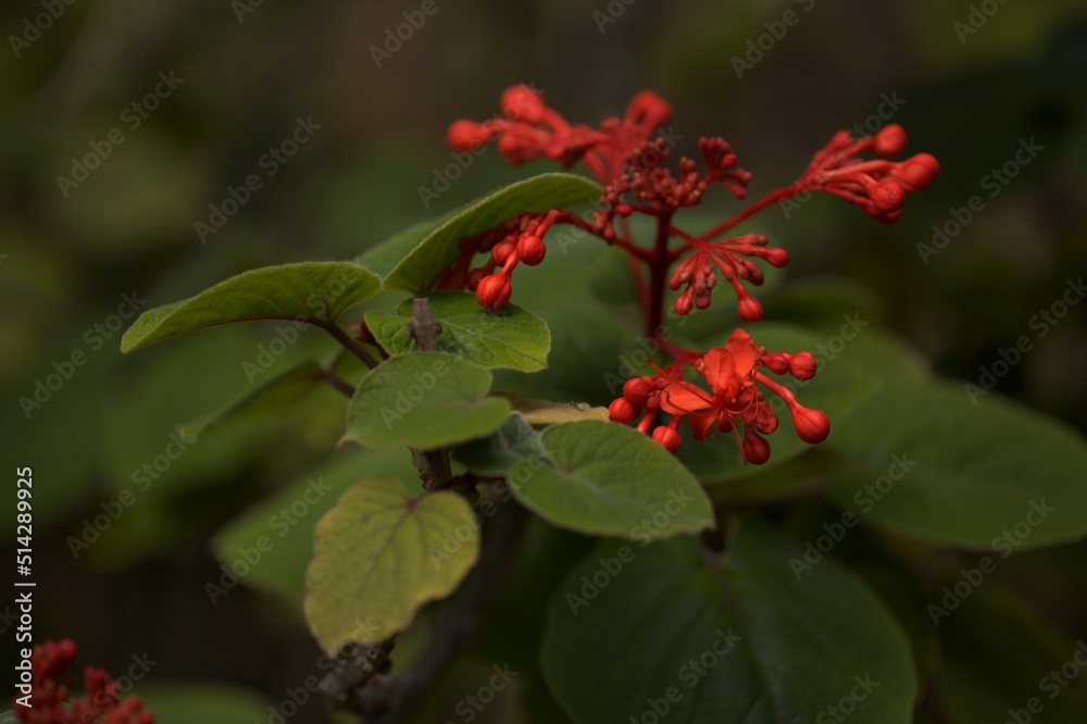 Bright red flowers of Clerodendrum buchananii, Java Glorybower, natural macro floral background Bright red flowers of Clerodendrum buchananii, Java Glorybower, natural macro floral background