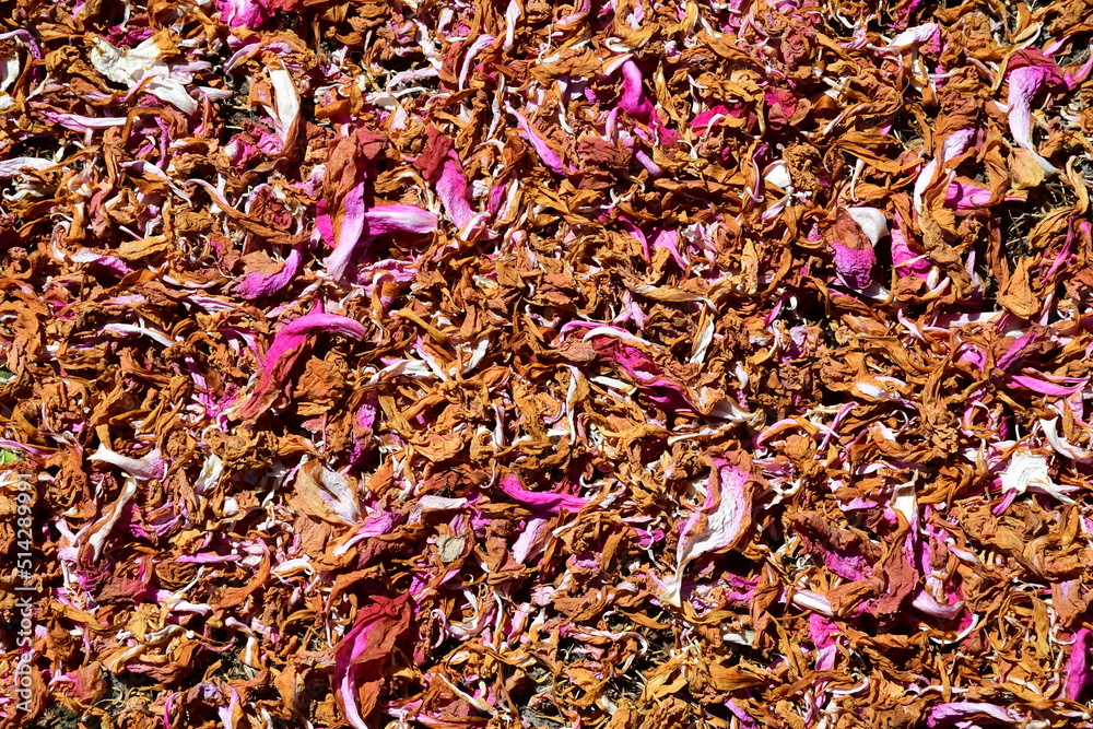 Background of withered and dried peony petals