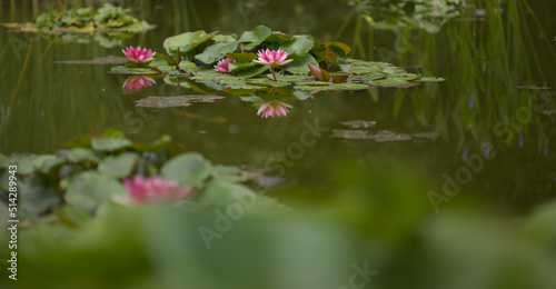 Fotografie Still pond with reflection with flowering waterlily background